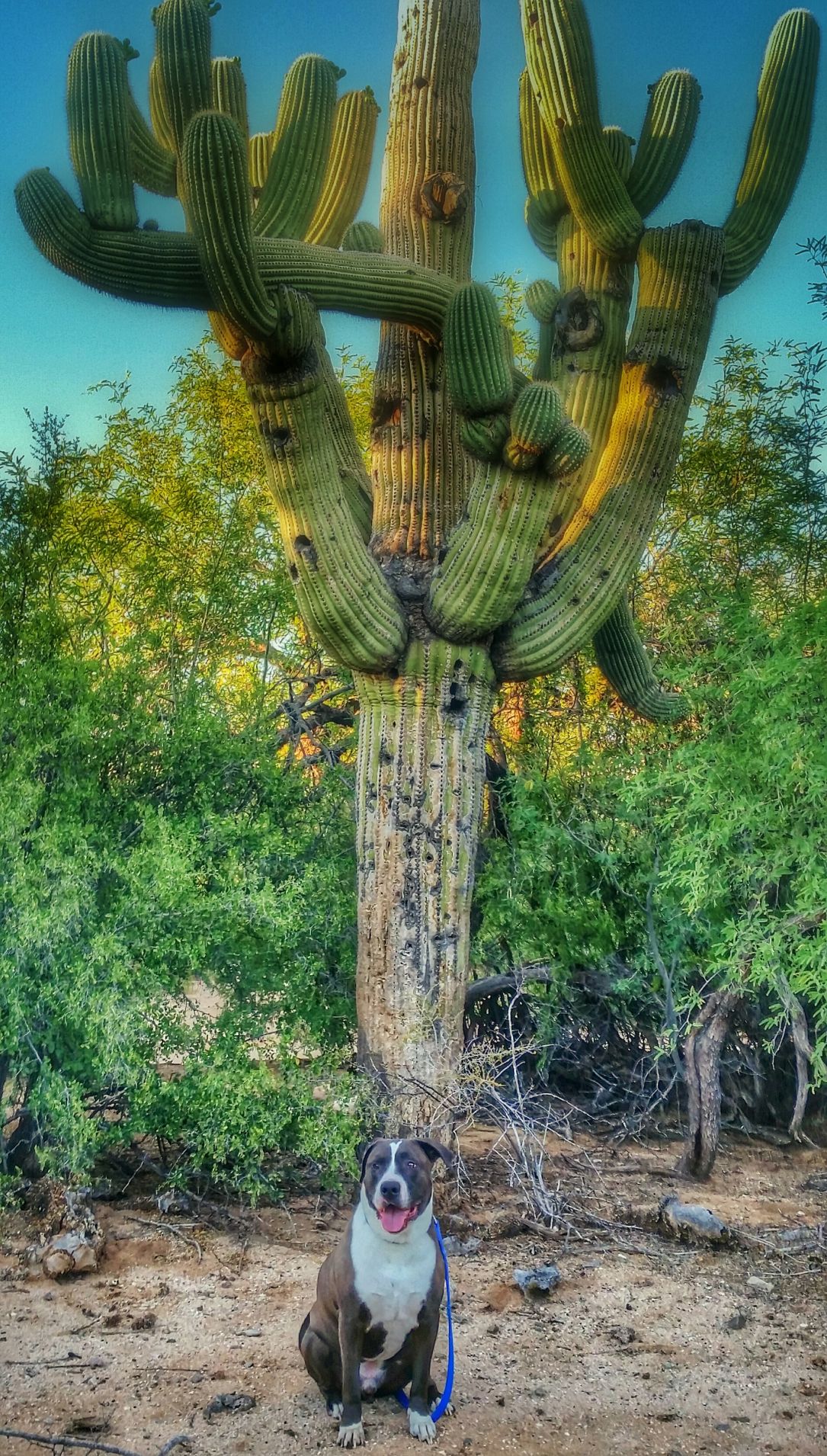Old Pueblo Shutterbugs